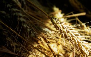 wheat storage